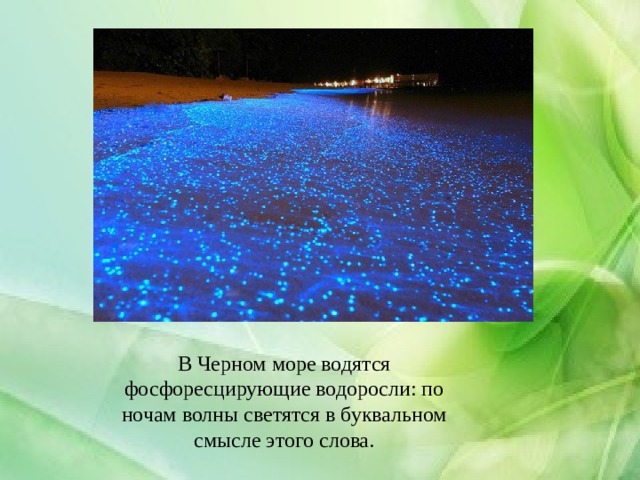 В Черном море водятся фосфоресцирующие водоросли: по ночам волны светятся в буквальном смысле этого слова. 