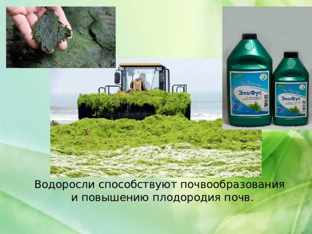 Защита водорослей. Охрана водорослей. Роль водорослей в почвообразовании. Роль водорослей в жизни человека. Способ охраны водорослей.
