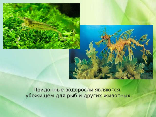 Придонные водоросли являются убежищем для рыб и других животных. 
