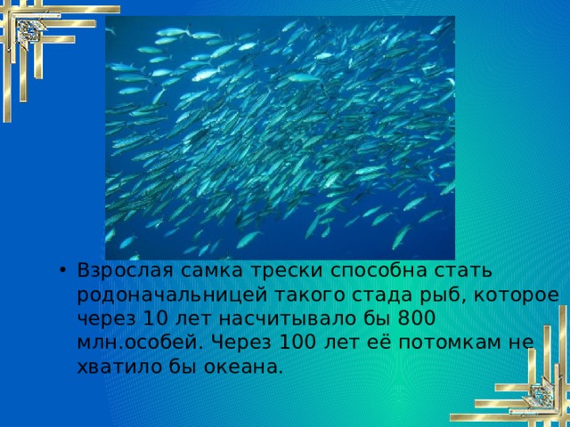 Взрослая самка трески способна стать родоначальницей такого стада рыб, которое через 10 лет насчитывало бы 800 млн.особей. Через 100 лет её потомкам не хватило бы океана. 