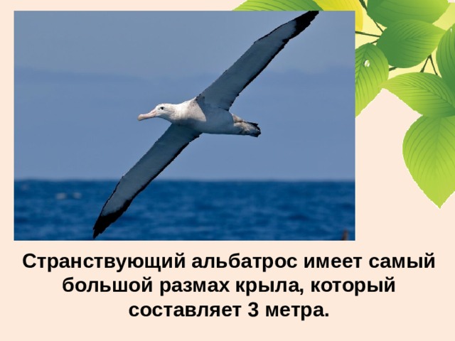 Странствующий альбатрос имеет самый большой размах крыла, который составляет 3 метра. 