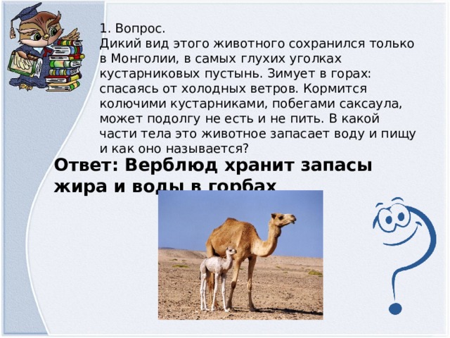 1. Вопрос. Дикий вид этого животного сохранился только в Монголии, в самых глухих уголках кустарниковых пустынь. Зимует в горах: спасаясь от холодных ветров. Кормится колючими кустарниками, побегами саксаула, может подолгу не есть и не пить. В какой части тела это животное запасает воду и пищу и как оно называется? Ответ: Верблюд хранит запасы жира и воды в горбах  