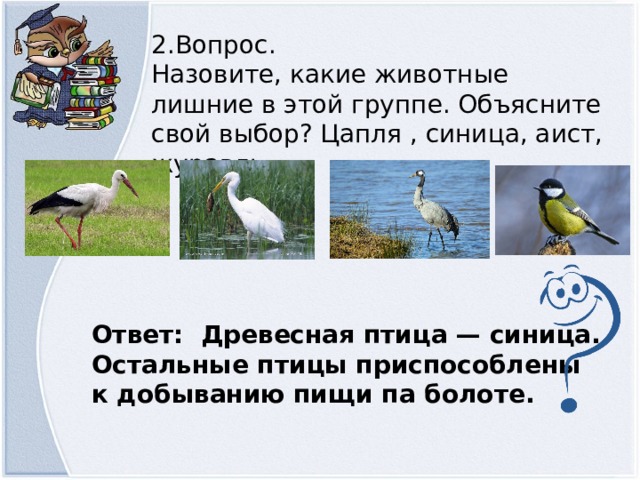 2.Вопрос. Назовите, какие животные лишние в этой группе. Объясните свой выбор? Цапля , синица, аист, журавль Ответ: Древесная птица — синица. Остальные птицы приспособлены к добыванию пищи па болоте.  