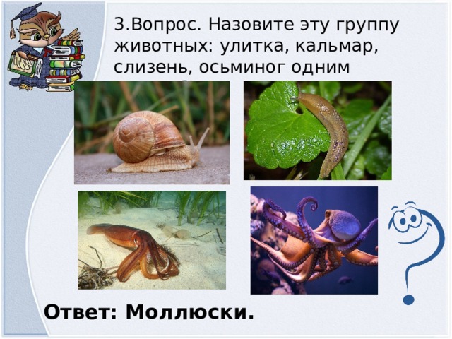 3.Вопрос. Назовите эту группу животных: улитка, кальмар, слизень, осьминог одним словом? Ответ: Моллюски.  