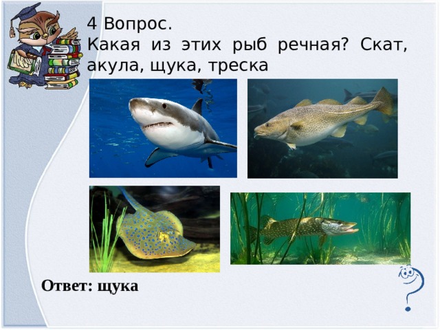 4 Вопрос. Какая из этих рыб речная? Скат, акула, щука, треска  Ответ: щука  