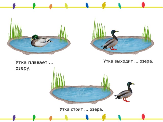 Утка выходит … озера. Утка плавает … озеру. Утка стоит … озера. 
