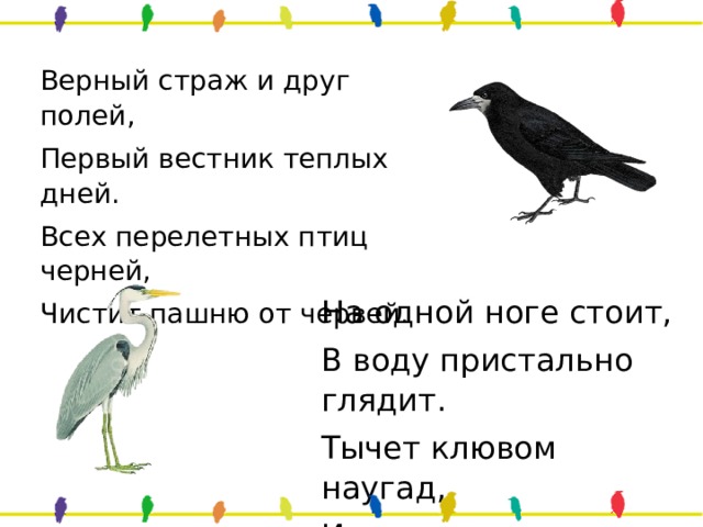 Верный страж и друг полей, Первый вестник теплых дней. Всех перелетных птиц черней, Чистит пашню от червей. На одной ноге стоит, В воду пристально глядит. Тычет клювом наугад, Ищет в речке лягушат. 