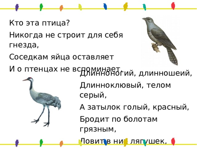 Кто эта птица? Никогда не строит для себя гнезда, Соседкам яйца оставляет И о птенцах не вспоминает. Длинноногий, длинношеий, Длинноклювый, телом серый, А затылок голый, красный, Бродит по болотам грязным, Ловит в них лягушек, Бестолковых попрыгушек. 