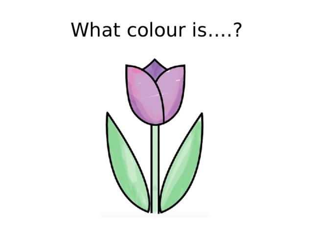 What colour is….? 