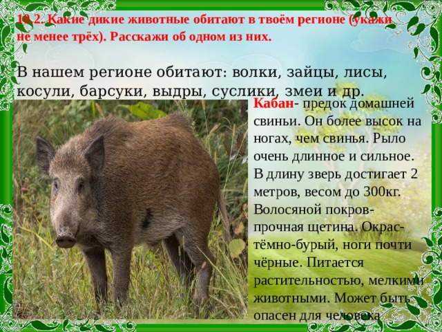 Какие дикие животные обитают в твоем регионе. О каком либо животном обитающем в твоем регионе. Расскажи о каком либо животном обитающем в твоем регионе Татарстан. Регионы обитания Волков.