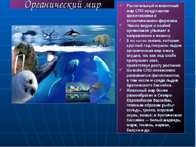 Как приспособились животные северного ледовитого океана. Растительный и животный мир Северного Ледовитого океана. Обитатели Северного Ледовитого океана растительный и животный мир. Растительный мир Ледовитого океана. Животный мир Северного Ледовитого океана список.