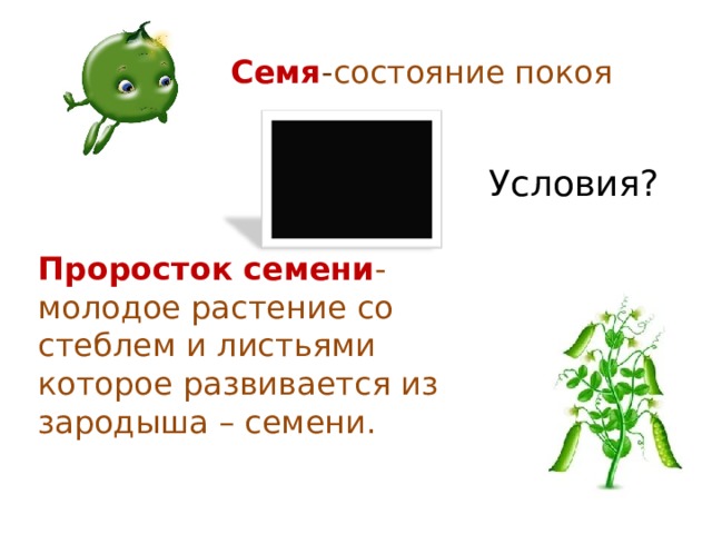 Семя - состояние покоя Условия? Проросток  семени -молодое растение со стеблем и листьями которое развивается из зародыша – семени. 