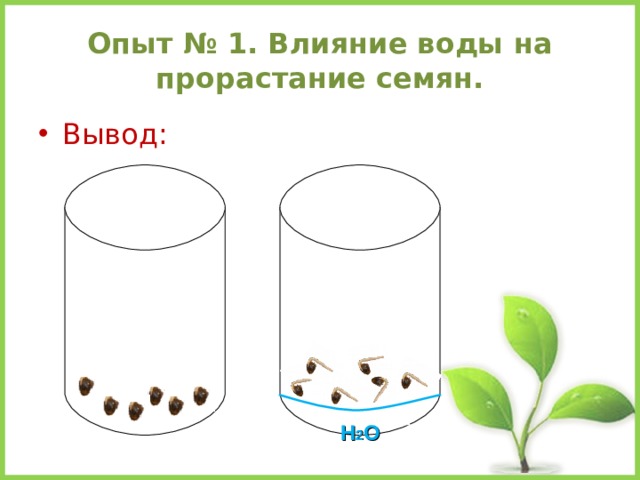 Опыт № 1. Влияние воды на прорастание семян. Вывод: Н 2 О 