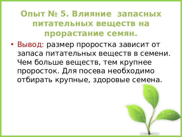      Опыт № 5. Влияние запасных питательных веществ на прорастание семян.      Вывод: размер проростка зависит от запаса питательных веществ в семени. Чем больше веществ, тем крупнее проросток. Для посева необходимо отбирать крупные, здоровые семена. 