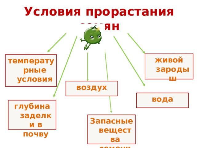 Условия прорастания семян живой зародыш температурные условия  воздух вода глубина заделки в почву Запасные вещества семени  