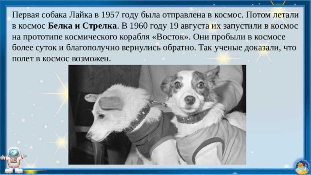 Первая собака Лайка в 1957 году была отправлена в космос. Потом летали в космос Белка и Стрелка . В 1960 году 19 августа их запустили в космос на прототипе космического корабля «Восток». Они пробыли в космосе более суток и благополучно вернулись обратно. Так ученые доказали, что полет в космос возможен. 