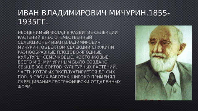 Иван Владимирович Мичурин.1855-1935гг. Неоценимый вклад в развитие селекции растений внес отечественный селекционер Иван Владимирович Мичурин. Объектом селекции служили разнообразные плодово-ягодные культуры: семечковые, косточковые; всего И.В. Мичуриным было создано свыше 300 сортов культурных растений, часть которых эксплуатируется до сих пор. В своих работах широко применял скрещивание географически отдаленных форм. 