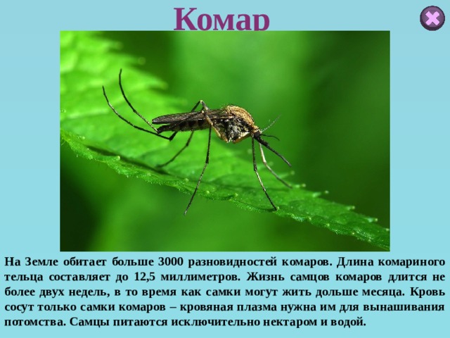 Комар На Земле обитает больше 3000 разновидностей комаров. Длина комариного тельца составляет до 12,5 миллиметров. Жизнь самцов комаров длится не более двух недель, в то время как самки могут жить дольше месяца. Кровь сосут только самки комаров – кровяная плазма нужна им для вынашивания потомства. Самцы питаются исключительно нектаром и водой. 