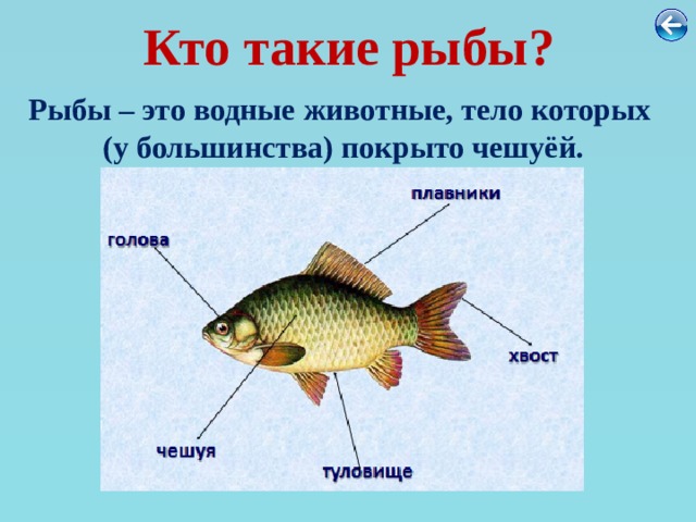 Кто такие рыбы? Рыбы – это водные животные, тело которых  (у большинства) покрыто чешуёй. 