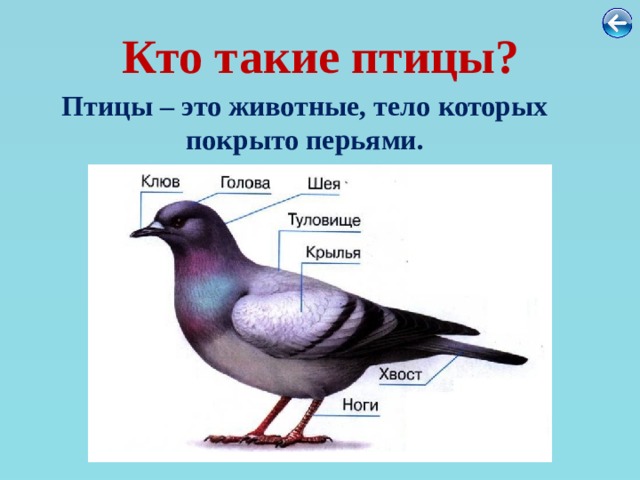 Кто такие птицы? Птицы – это животные, тело которых покрыто перьями. 