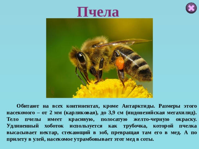Пчела  Обитают на всех континентах, кроме Антарктиды. Размеры этого насекомого – от 2 мм (карликовая), до 3,9 см (индонезийская мегахилид). Тело пчелы имеет красивую, полосатую желто-черную окраску. Удлиненный хоботок используется как трубочка, которой пчелка высасывает нектар, стекающий в зоб, превращая там его в мед. А по прилету в улей, насекомое утрамбовывает этот мед в соты. 