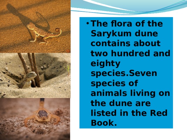 The flora of the Sarykum dune contains about two hundred and eighty species.Seven species of animals living on the dune are listed in the Red Book. The flora of the Sarykum dune contains about two hundred and eighty species.Seven species of animals living on the dune are listed in the Red Book. 