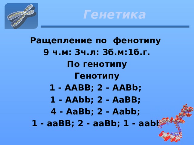 Генетика Ращепление по фенотипу 9 ч.м: 3ч.л: 3б.м:1б.г. По генотипу Генотипу 1 - ААBB; 2 - AABb; 1 - AAbb; 2 - AaBB; 4 - AaBb; 2 - Aabb; 1 - aaBB; 2 - aaBb; 1 - aabb 