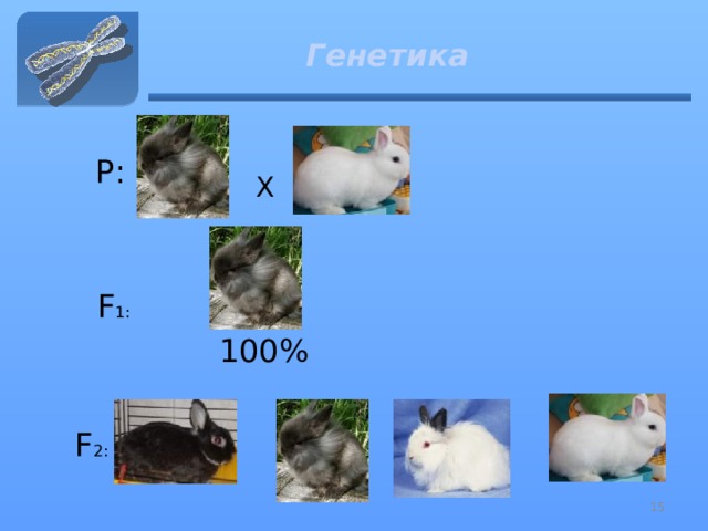 Генетика Р: Х F 1: 100% F 2: 13 