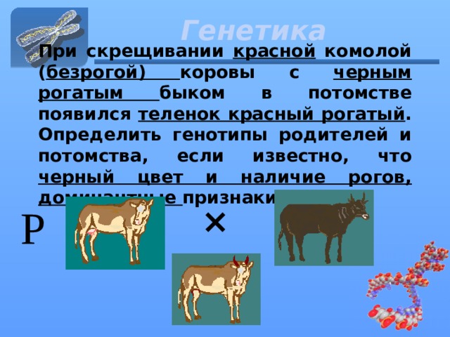 Генетика При скрещивании красной комолой ( безрогой) коровы с черным рогатым быком в потомстве появился теленок красный рогатый . Определить генотипы родителей и потомства, если известно, что черный цвет и наличие рогов, доминантные признаки. × Р 