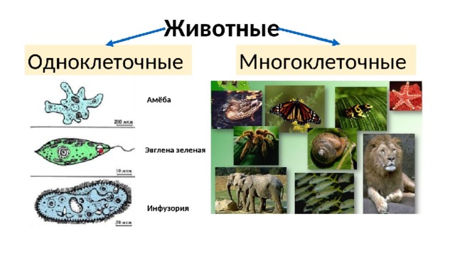 Назовите основные уровни организмов многоклеточного организма. Одноклеточные многоклеточные 3 класс. Какие животные входят одноклеточные животные. 5 Примеров многоклеточных организмов.