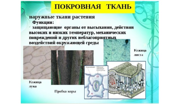 Понятие ткань ткани растений