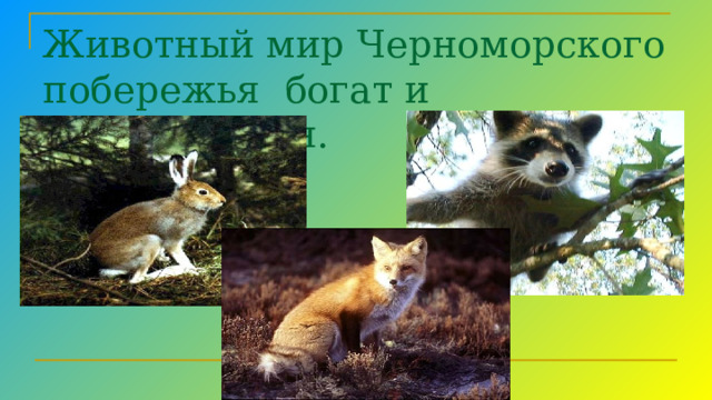 Животный мир Черноморского побережья богат и разнообразен. Заяц белка Лиса енот  