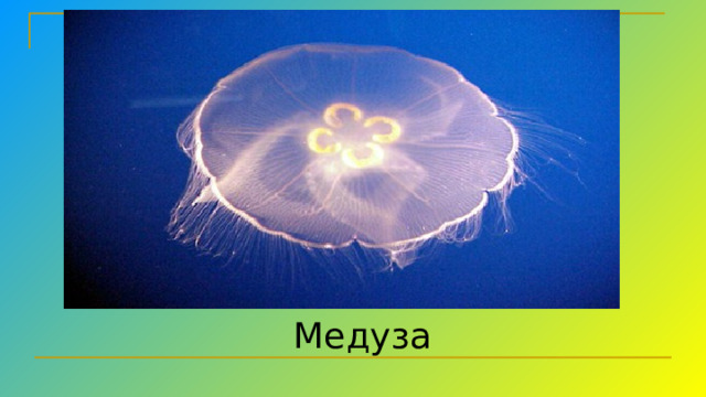  Медуза 