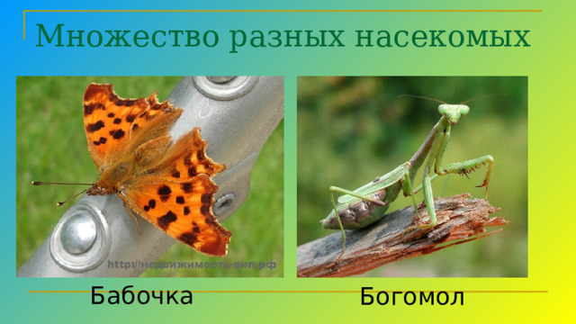 Множество разных насекомых Бабочки богомол цикада саранча  Бабочка  Богомол  