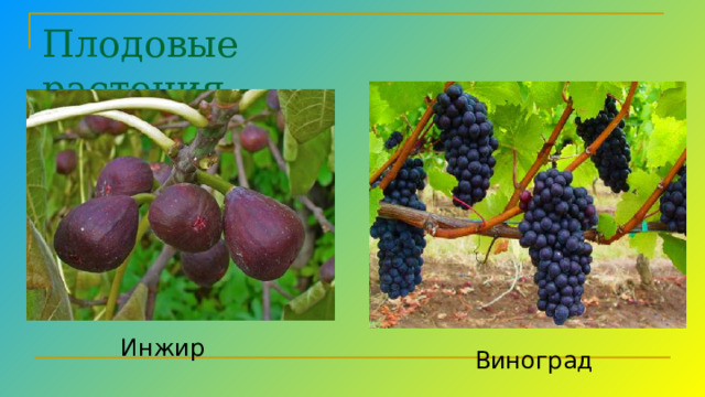 Плодовые растения Инжир Мандарины виноград  чайные кусты Виноград  