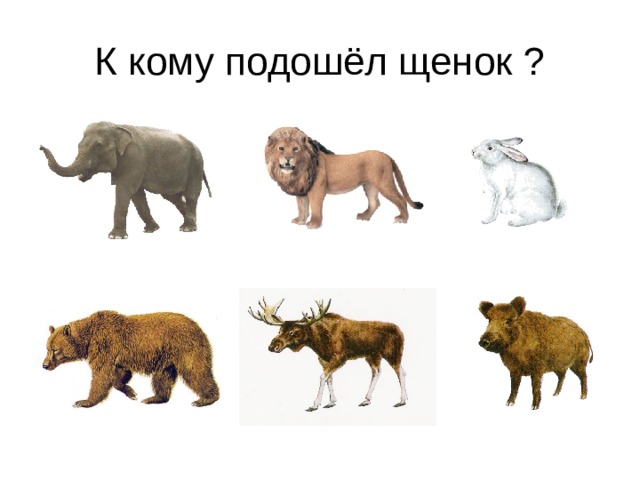 К кому подошёл щенок ? 