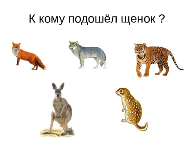 К кому подошёл щенок ? 
