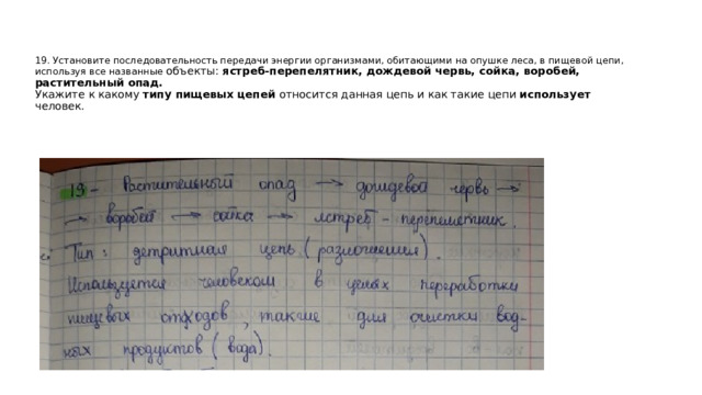 19. Установите последовательность передачи энергии организмами, обитающими на опушке леса, в пищевой цепи, используя все названные объекты: ястреб-перепелятник, дождевой червь, сойка, воробей, растительный опад.  Укажите к какому типу пищевых цепей относится данная цепь и как такие цепи использует человек.   