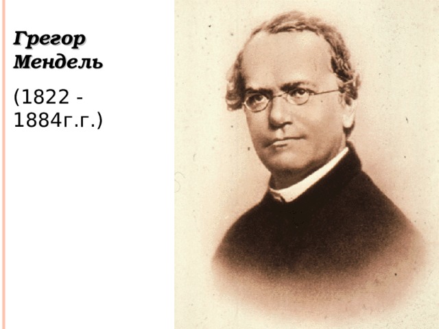 Грегор Мендель (1822 - 1884г.г.) 