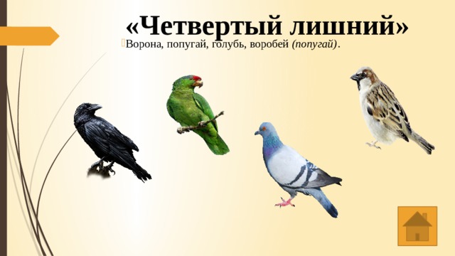Симбиоз воробья и голубя. Ворона голубь Воробей. Попугай и Воробей. Ворона и попугай. Сравнение попугая и ворона.