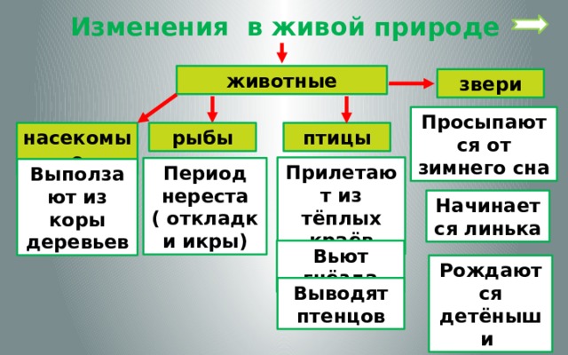 Изменения в живой природе животные звери Просыпаются от зимнего сна рыбы птицы насекомые Прилетают из тёплых краёв Период нереста ( откладки икры) Выползают из коры деревьев Начинается линька Вьют гнёзда Рождаются детёныши Выводят птенцов 