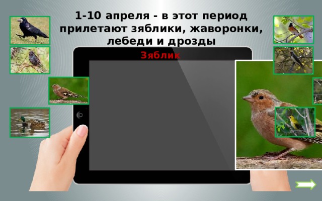 1-10 апреля - в этот период прилетают зяблики, жаворонки, лебеди и дрозды Зяблик 