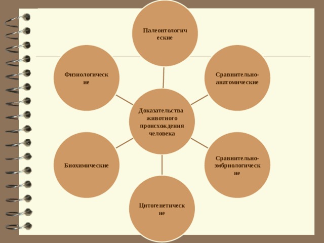 Палеонтологические Физиологические Сравнительно- анатомические Доказательства животного происхождения человека Сравнительно- Биохимические эмбриологические Цитогенетические 