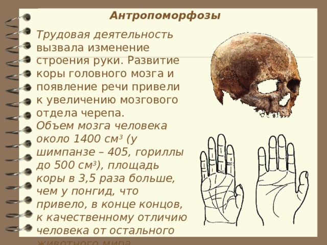  Антропоморфозы Трудовая деятельность вызвала изменение строения руки. Развитие коры головного мозга и появление речи привели к увеличению мозгового отдела черепа. Объем мозга человека около 1400 см 3 (у шимпанзе – 405, гориллы до 500 см 3 ), площадь коры в 3,5 раза больше, чем у понгид, что привело, в конце концов, к качественному отличию человека от остального животного мира. 12 