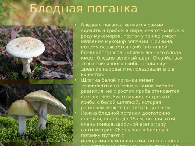 Бледная поганка Бледная поганка является самым ядовитым грибом в мире, она относится к роду мухоморов, поэтому также имеет название мухомор зеленый. Причина, почему называется гриб “поганкой бледной” проста: шляпка лесного плода имеет бледно-зеленый цвет. О свойствах этого токсичного грибы знали еще древние народы и использовали его в качестве. Шляпка белой поганки имеет зеленоватый оттенок в самом начале развития, но с ростом гриба становится всё светлее. Часто можно встретить грибы с белой шляпкой, которая размером может достигать до 15 см. Ножка бледной поганки достаточно высокая, вплоть до 15 см, но при этом очень тонкая, шириной всего пару сантиметров. Очень часто бледную поганку путают с молодыми шампиньонами, но есть одно существенное отличие: у шампиньонов есть кольцо на ножке, а у бледной поганки его нет. Гриб предпочитает смешанные и лиственные леса, но это не означает, что его нельзя встретить в хвойных лесах. 