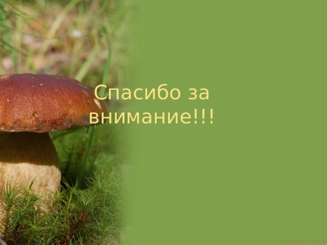 Спасибо за внимание!!! 