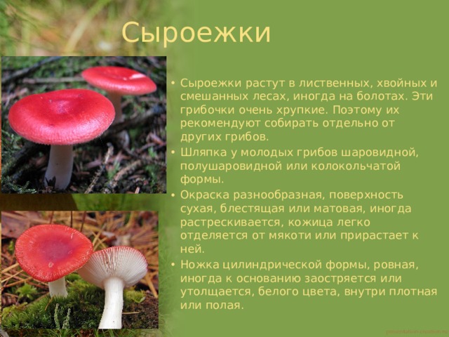 Сыроежки Сыроежки растут в лиственных, хвойных и смешанных лесах, иногда на болотах. Эти грибочки очень хрупкие. Поэтому их рекомендуют собирать отдельно от других грибов. Шляпка у молодых грибов шаровидной, полушаровидной или колокольчатой формы. Окраска разнообразная, поверхность сухая, блестящая или матовая, иногда растрескивается, кожица легко отделяется от мякоти или прирастает к ней. Ножка цилиндрической формы, ровная, иногда к основанию заостряется или утолщается, белого цвета, внутри плотная или полая. 