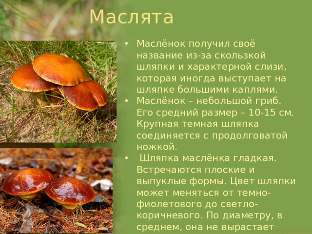 Маслята Маслёнок получил своё название из-за скользкой шляпки и характерной слизи, которая иногда выступает на шляпке большими каплями. Маслёнок – небольшой гриб. Его средний размер – 10-15 см. Крупная темная шляпка соединяется с продолговатой ножкой.  Шляпка маслёнка гладкая. Встречаются плоские и выпуклые формы. Цвет шляпки может меняться от темно-фиолетового до светло-коричневого. По диаметру, в среднем, она не вырастает больше 12-15 см. Маслята предпочитают хвойные леса и находятся в отличном симбиозе с елью и сосной. 
