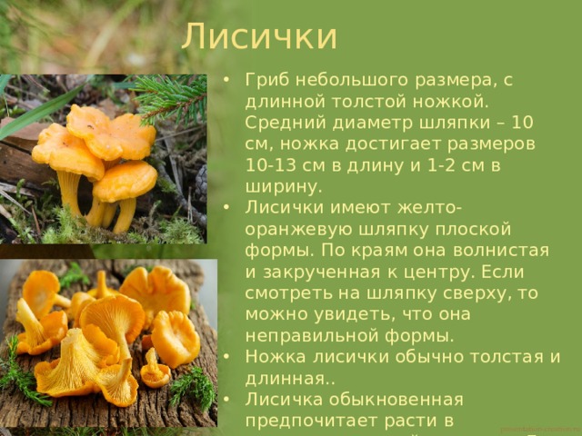 Лисички Гриб небольшого размера, с длинной толстой ножкой. Средний диаметр шляпки – 10 см, ножка достигает размеров 10-13 см в длину и 1-2 см в ширину. Лисички имеют желто-оранжевую шляпку плоской формы. По краям она волнистая и закрученная к центру. Если смотреть на шляпку сверху, то можно увидеть, что она неправильной формы. Ножка лисички обычно толстая и длинная.. Лисичка обыкновенная предпочитает расти в смешанных и хвойных лесах. Ее можно встретить в местах роста мха и длинных растений.  