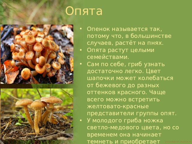 Опята Опенок называется так, потому что, в большинстве случаев, растёт на пнях. Опята растут целыми семействами. Сам по себе, гриб узнать достаточно легко. Цвет шапочки может колебаться от бежевого до разных оттенков красного. Чаще всего можно встретить желтовато-красные представители группы опят. У молодого гриба ножка светло-медового цвета, но со временем она начинает темнеть и приобретает темно-коричневый оттенок. Чаще всего опёнок можно встретить в оврагах, на пнях, поблизости болот или в сырых непролазных лесах. 